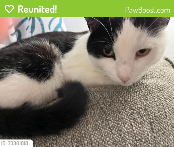 Reunited Male Cat last seen Ludlum and Anderson, Deltona, FL 32725