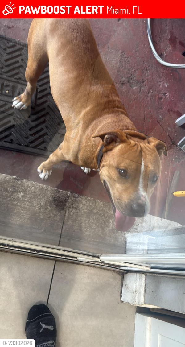 Lost Male Dog last seen Miami by Bird Road and 107 Ave, Miami, FL 33165