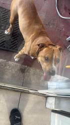 Lost Male Dog last seen Miami by Bird Road and 107 Ave, Miami, FL 33165