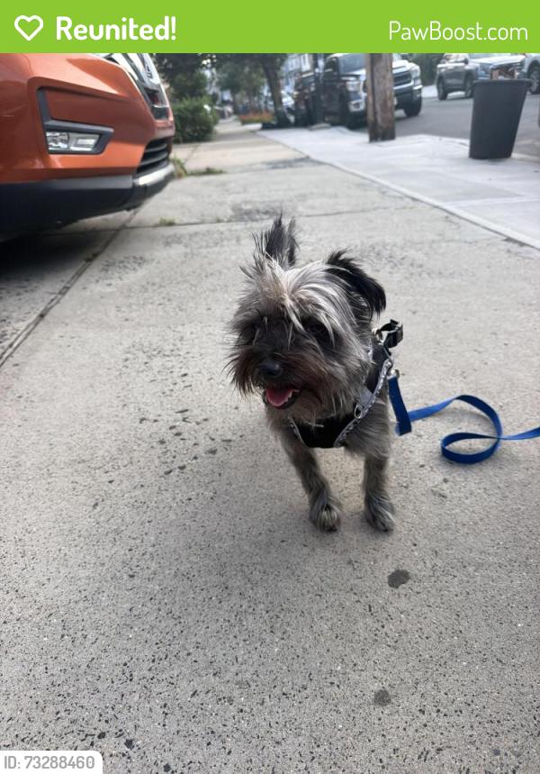 Reunited Male Dog last seen Orient and Ocean Ave, Jersey City, NJ 07305