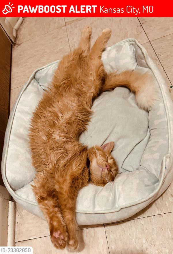 Lost Male Cat last seen Garfield & Brooklyn, Kansas City, MO 64127