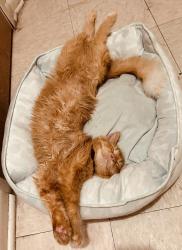 Lost Male Cat last seen Garfield & Brooklyn, Kansas City, MO 64127