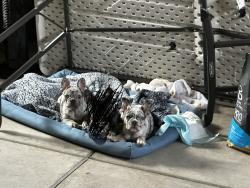 Reunited Female Dog last seen Russell Ave, Santa Rosa, CA 95403, USA, Santa Rosa, CA 95403