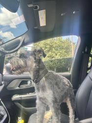 Reunited Male Dog last seen Iverson, Oxon Hill, MD 20745