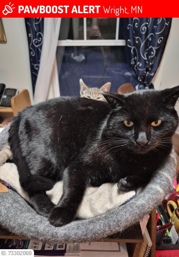 Lost Male Cat last seen Costello Road and Hwy 210, Wright, MN 55798