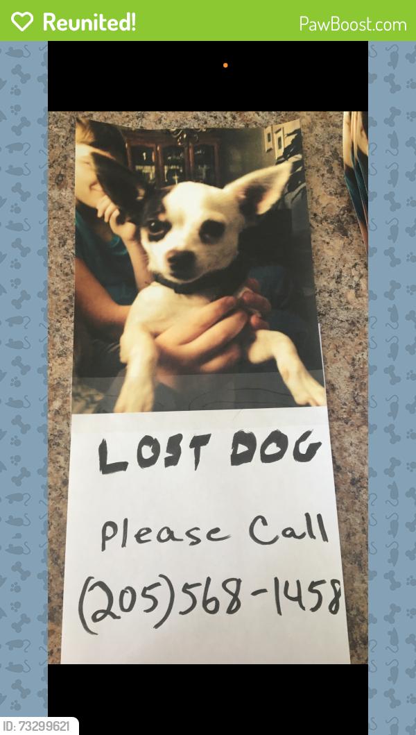 Reunited Male Dog last seen King valley road, Pelham, AL 35124