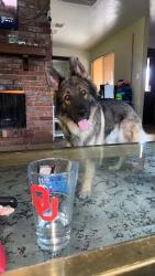 Reunited Male Dog last seen 53rd North Portland, Oklahoma City, OK 73112