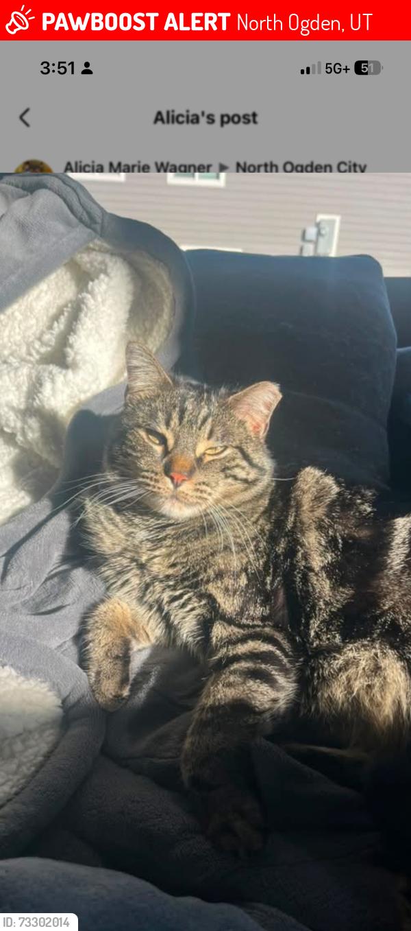 Lost Male Cat last seen Near north 425 east North Ogden, North Ogden, UT 84414