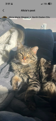 Lost Male Cat last seen Near north 425 east North Ogden, North Ogden, UT 84414