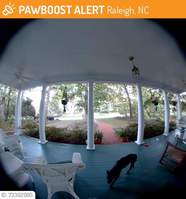 Found/Stray Unknown Dog last seen Olde Raleigh, Raleigh, NC 27612