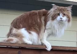 Found/Stray Unknown Cat last seen A1A, Vero Beach, FL 32963