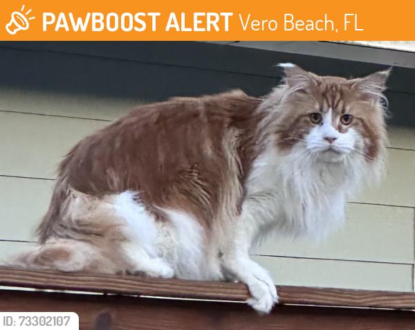 Found/Stray Unknown Cat last seen A1A, Vero Beach, FL 32963