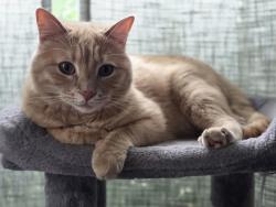 Reunited Male Cat last seen Broadwieu, Parma, OH 44134