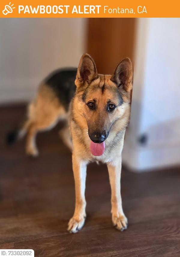 Found/Stray Male Dog last seen Cherry in Fontana, Fontana, CA 92335