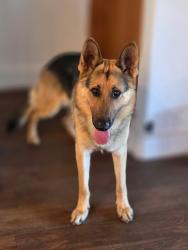 Found/Stray Male Dog last seen Cherry in Fontana, Fontana, CA 92335