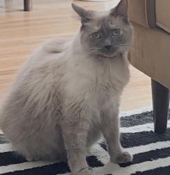 Reunited Female Cat last seen Strathern, Lesner, Los Angeles, CA 91406