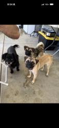 Found/Stray Unknown Dog last seen Casmalia street, Rialto, CA 92376