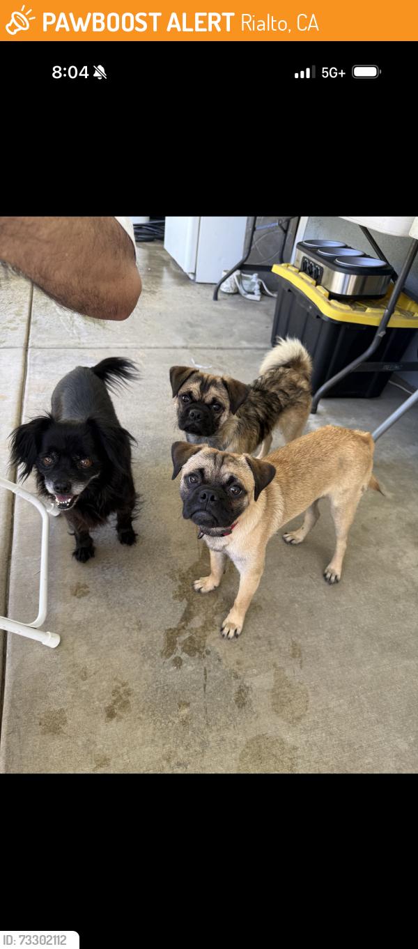 Found/Stray Unknown Dog last seen Casmalia street, Rialto, CA 92376
