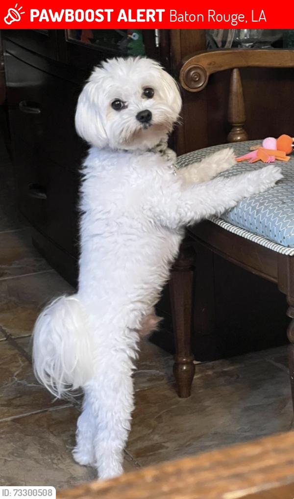 Lost Male Dog last seen Highland lake subdivision, Baton Rouge, LA 70810