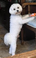 Lost Male Dog last seen Highland lake subdivision, Baton Rouge, LA 70810