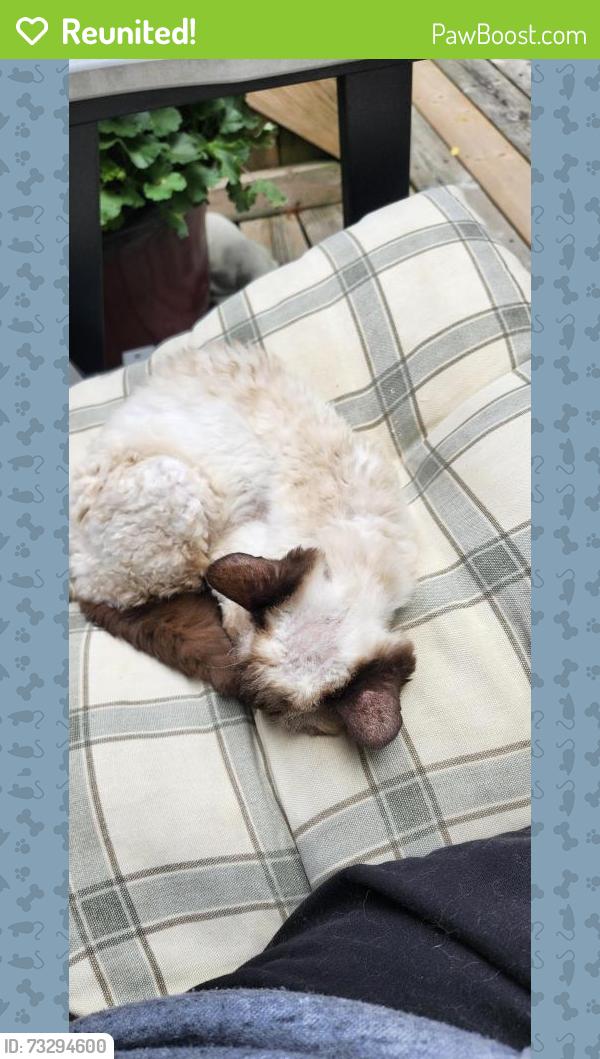 Reunited Female Cat last seen Monte Carlo/ Victoria St., Kitchener, ON 