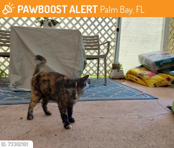 Found/Stray Female Cat last seen Waco, Vancouver, Palm Bay, FL 32909