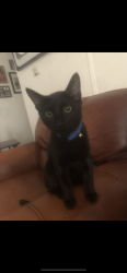 Lost Male Cat last seen Center st / La Cadena Dr, Riverside, CA 92507
