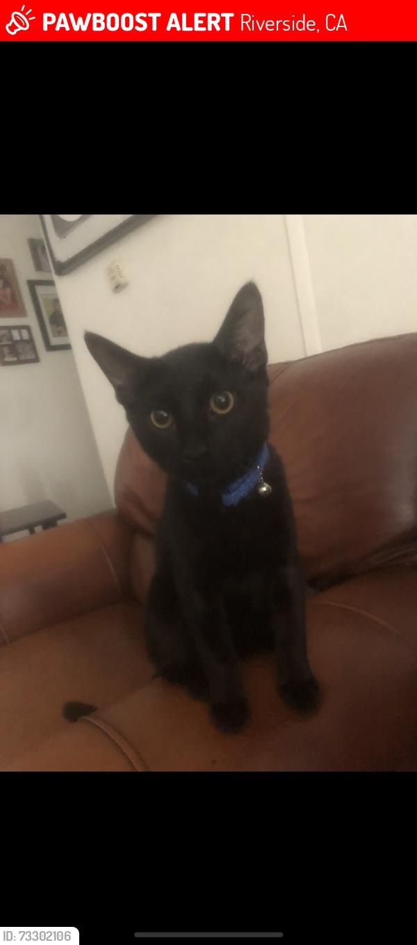 Lost Male Cat last seen Center st / La Cadena Dr, Riverside, CA 92507