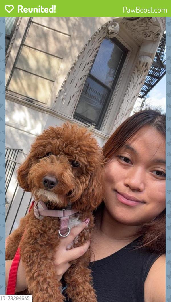 Reunited Female Dog last seen Union Street Garden, Brooklyn, NY 11225