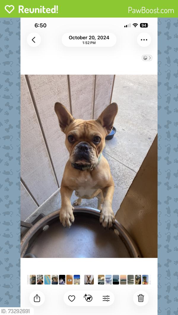 Reunited Female Dog last seen Seaward pierpont, Ventura, CA 93001