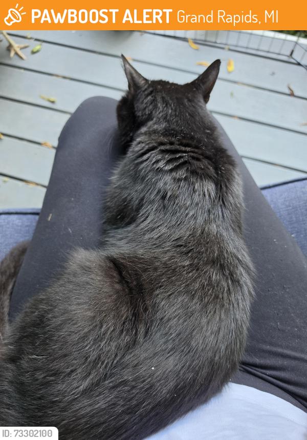 Found/Stray Unknown Cat last seen 3 Mile and Grand River Dr NE, Grand Rapids, MI 49525