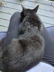 Found/Stray Unknown Cat last seen 3 Mile and Grand River Dr NE, Grand Rapids, MI 49525