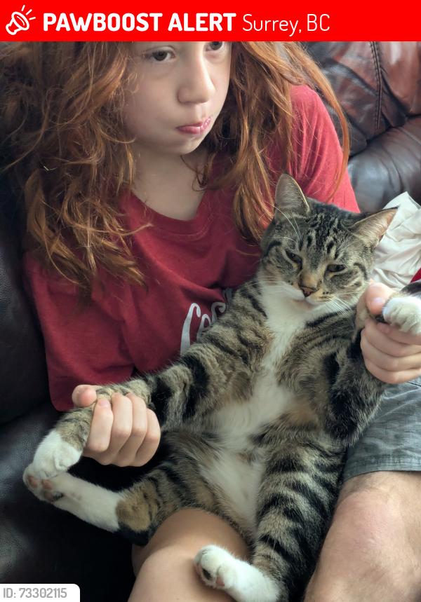 Lost Male Cat last seen Near st 98ave, Surrey, BC 