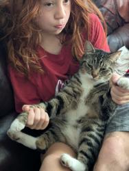 Lost Male Cat last seen Near st 98ave, Surrey, BC 
