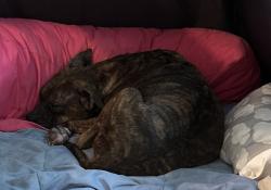 Reunited Female Dog last seen Smith Hines and Lomond Lane, Greenville, SC 29607