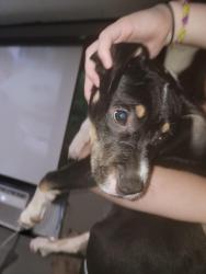 Reunited Male Dog last seen King George est, Pensacola, FL 32526
