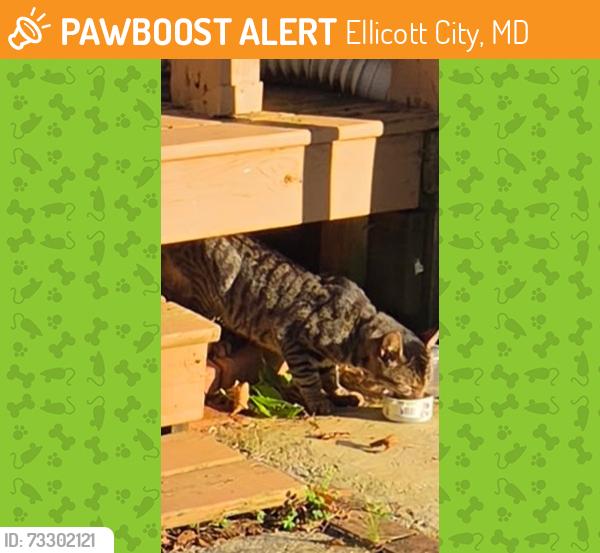 Found/Stray Unknown Cat last seen Daniels Road, Ellicott City, MD 21043