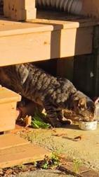 Found/Stray Unknown Cat last seen Daniels Road, Ellicott City, MD 21043