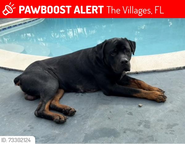 Lost Male Dog last seen Near ne 18th Ave North Miami Beach, FL 32162, The Villages, FL 32162