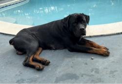 Lost Male Dog last seen Near ne 18th Ave North Miami Beach, FL 32162, The Villages, FL 32162