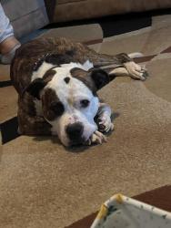 Reunited Male Dog last seen 11th street sw, Canton, OH 44706