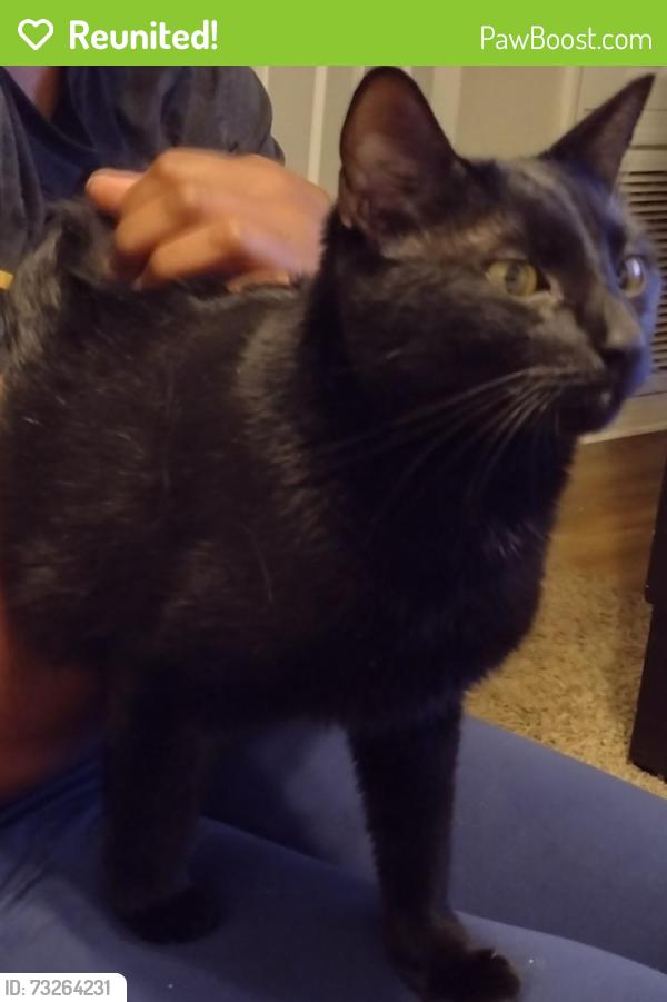 Reunited Male Cat last seen Argyle Forest Area near Blanding and publix shopping center., Jacksonville, FL 32244