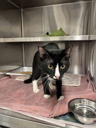 Shelter Stray Male Cat last seen Near Mangum St SW, Atlanta, GA, 1251 Fulton Industrial Blvd NW, Atlanta, GA 30336, USA