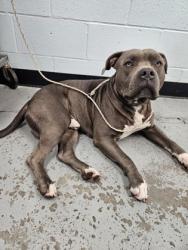 Shelter Stray Male Dog last seen Near Olson Dr, Rancho Cordova,, 6201 Florin Perkins Rd, Sacramento, CA 95828, USA