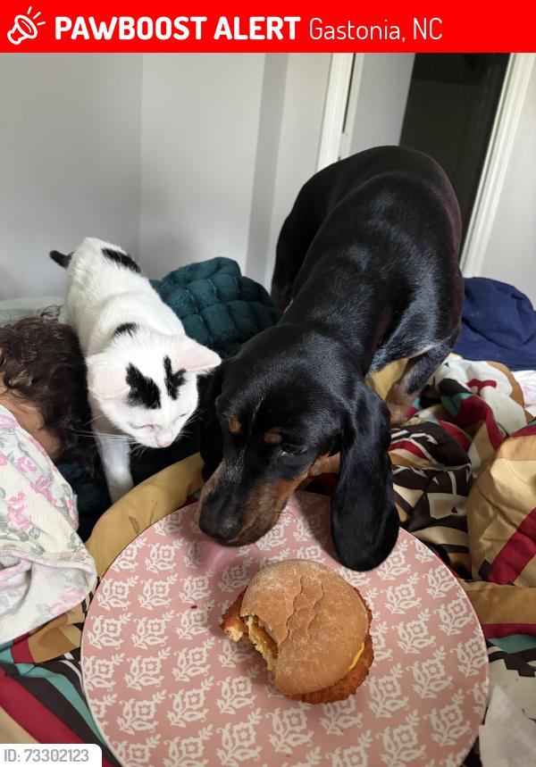 Lost Male Dog last seen Near pineview lane, Gastonia nc, Gastonia, NC 28054