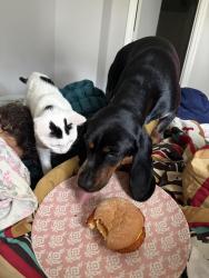 Lost Male Dog last seen Near pineview lane, Gastonia nc, Gastonia, NC 28054