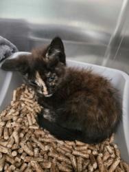 Shelter Stray Female Cat last seen 73rd Ave and MacArthur Blvd., Oakland, CA, 1101 29th Ave, Oakland, CA 94601, USA