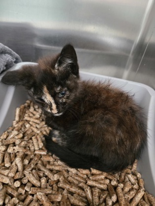 Shelter Stray Female Cat last seen 73rd Ave and MacArthur Blvd., Oakland, CA, 1101 29th Ave, Oakland, CA 94601, USA