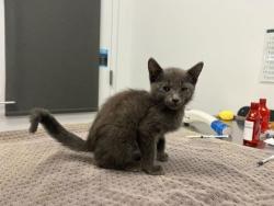 Shelter Stray Female Cat last seen Near Drury Avenue, 64123, MO, 7077 Elmwood Ave, Kansas City, MO 64132, USA