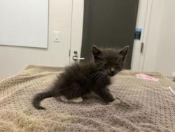 Shelter Stray Male Cat last seen Near Drury Avenue, 64123, MO, 7077 Elmwood Ave, Kansas City, MO 64132, USA